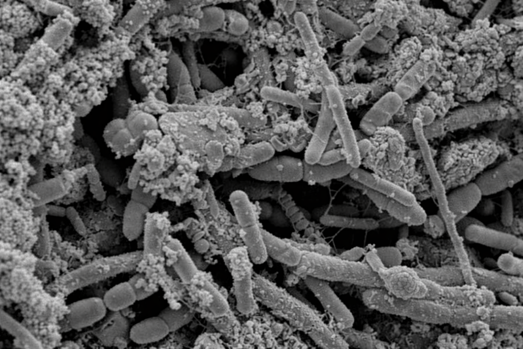 Biofilm bactérien en réseau dense